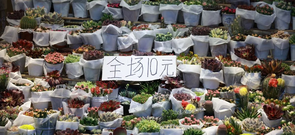 Abundant succulent plants on display at a market stall with a price sign, perfect for gardening enthusiasts.