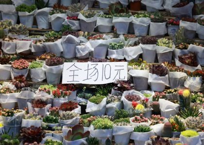 Abundant succulent plants on display at a market stall with a price sign, perfect for gardening enthusiasts.